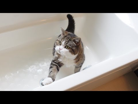 お風呂で遊んでお水を飲むねこ。-Maru plays in the bathtub and hydrates.-