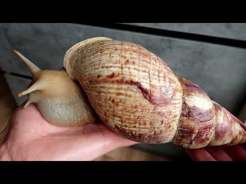 Догляд за мушлею🐌Як виростити великого равлика? Ахатина ретикулята альбіно