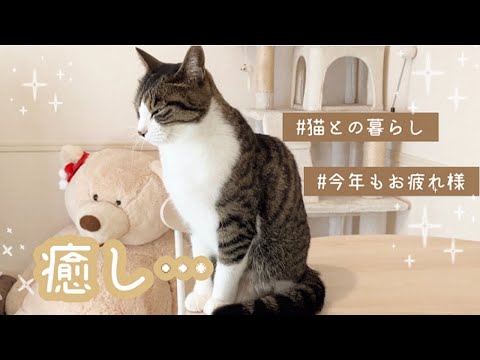 【日常Vlog】新しいお家と甘えんぼ猫🐈💨猫との暮らし🏠