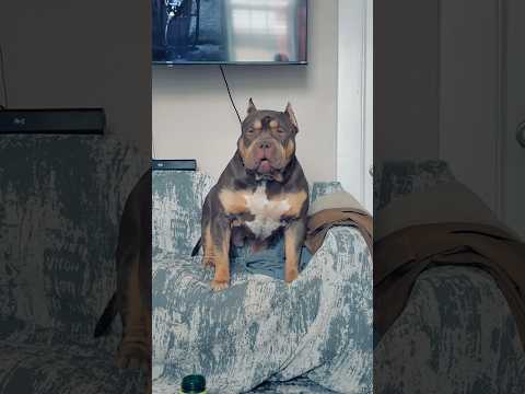 BIG OLE BONES #xlbully #xlbullypuppies #americanbully