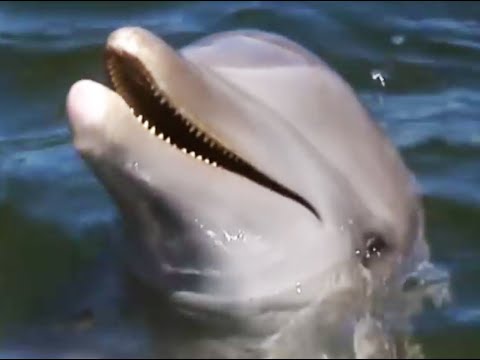 Dolphin tricks | Born to Be Wild: Dolphins with Tamzin Outhwaite | BBC - UCwmZiChSryoWQCZMIQezgTg