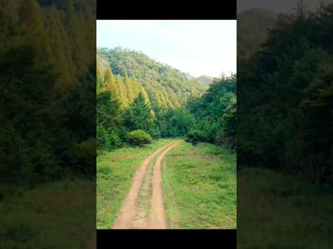 #tu chale #forest #naturelovers💞💞#travel #ytshorts