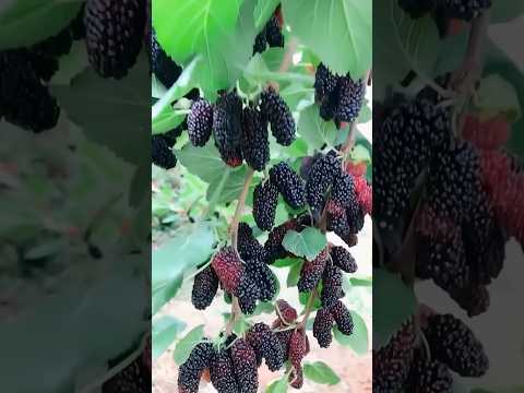 Delicious fruit #garden #farming #harvest #vegetables #fruit