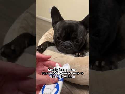 Frenchie wrinkles are cute… but they need love too! ❤️ Sharing this tip for new Frenchie owners: add