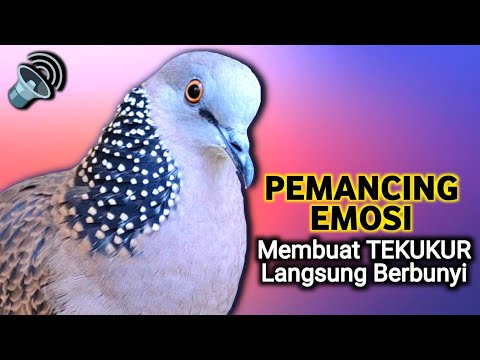 SUARA DERKUKU GACOR Khusus Untuk Pancingan Tekukur Agar Cepat Bunyi
