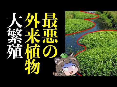 【最強VS最恐】ナガエツルノゲイトウ VS 空芯菜←それヤバくない？