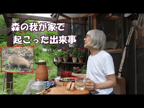 70代田舎暮らしの過ごし方、梅雨が終わって夏へ、ルームランナーで遊ぶ【WalkingPad】