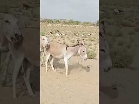 #animals #anmals #shortvideos #travel #goat #comedyshorts #cow #comedyvideos #funny #cowgoat #shorts