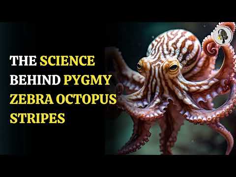 How Pygmy Zebra Octopus Stripes Could Aid Research | WION Podcast