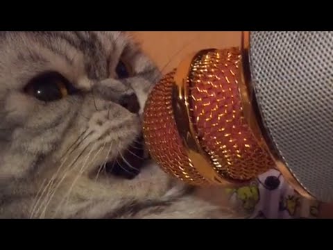 Talking Cats | Funny Pet Compilation 2018 - UCPIvT-zcQl2H0vabdXJGcpg