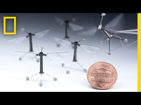 Robert Wood: Robotic Insects | Nat Geo Live - UCpVm7bg6pXKo1Pr6k5kxG9A