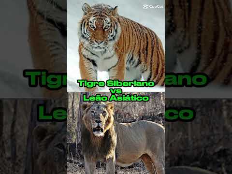 Tigre Siberiano vs Leão Asiático (Lion vs Tiger) #shorts