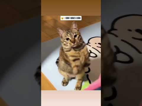 #cutecat #catvideos #catshorts #kucing #kucingcomel