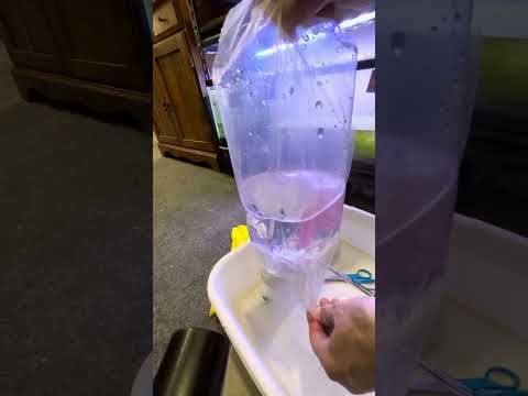 Unboxing Blue Velvet shrimp from Bare Bottom Brant Blue Velvet shrimp from Bare Bottom Branton 

https_//youtube.com/@brantonlightcap?feature=shared 

