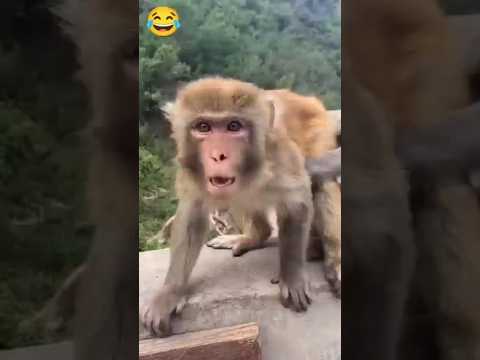 monkey acting 🐵🤣 OmmRTM बंदर ने क्या धमाका #funny #trending #monkey #shorts #viral