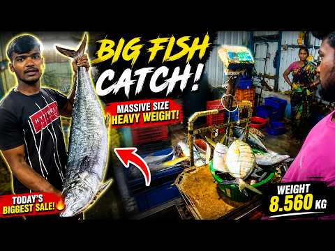 “Unbelievable Big Fish Weight 😳” | “8.5 KG Giant Fish Catch!” | “Today’s Biggest Fish Sale 🐟💰”