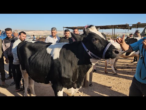 سوق البقر في بشمارون بقرات نصاصي لجب سعر اللحم بتاريخ 10/11لتواصل معنا 0997192642