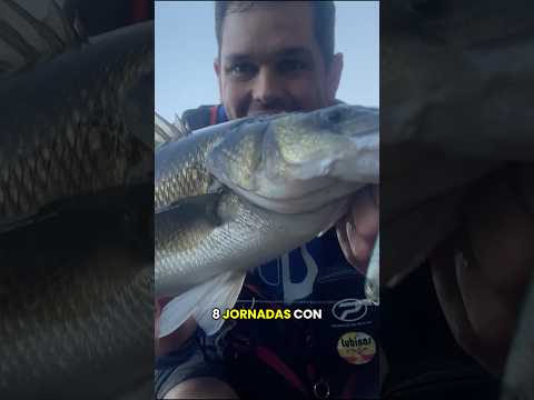 Así PESCO LUBINAS a SPINNING en VERANO 🎣💥 [GALICIA] #shorts