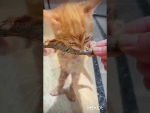 4 PESAN ALLAH SAAT KITA  DIDATANGI KUCING