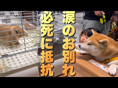 2歳児が帰るというと、モルモットとお別れしたくない柴犬が必死に抵抗