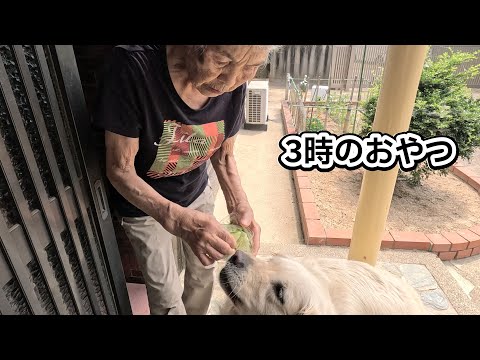 今日も待ちに待った時間が来ました・・・。　#メイちゃんねる #マダニ