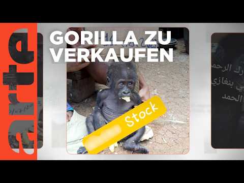 Gorilla-Babys zu verkaufen: Der illegale Tierhandel boomt | Mit offenen Daten | ARTE