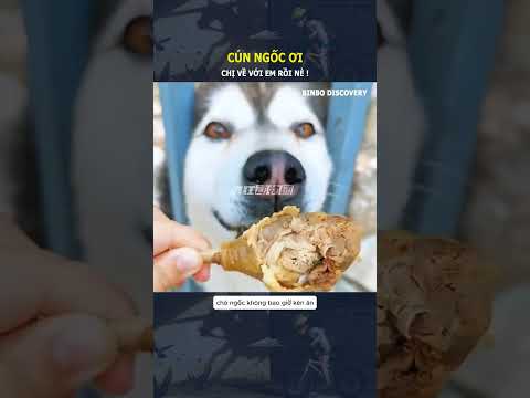 Cún ngốc ơi, chị về với em rồi nè !#shorts