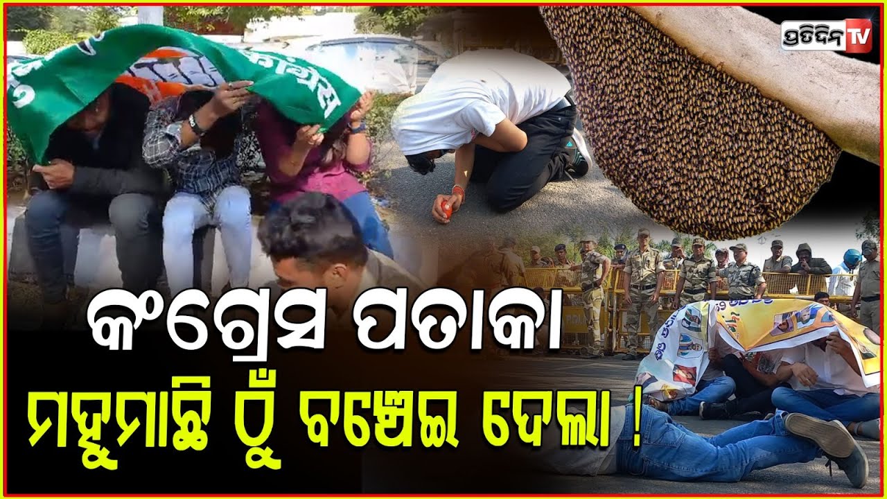 କଂଗ୍ରେସ ପତାକା ମହୁମାଛି ଠୁଁ ବଞ୍ଚେଇ ଦେଲା ! Flag saves Congress protesters from honey bee attack, Bbsr.