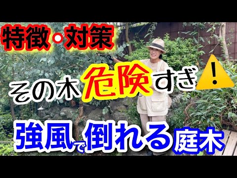 【お庭の木、そのままだと危ない⚠️】台風や強風で倒れやすい木の見分け方と倒木対策/ 〇〇性の樹木は超危険‼️/ 皆知ってる〇〇剪定で、危険回避✂️/ 腐朽の分かりやすいサイン【ガーデニング】
