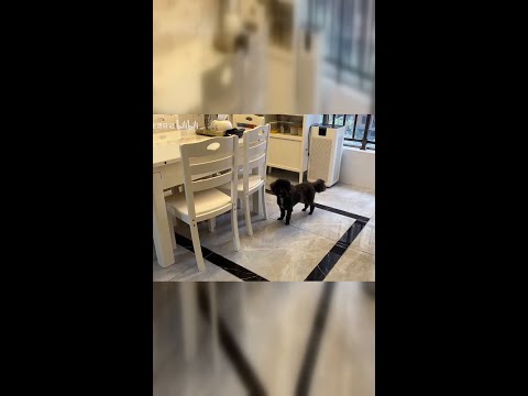 老公去医院照顾父亲,狗狗们生活规律被打乱