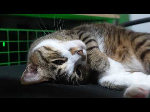 猫の寝言がかわいすぎる!パパの咳に反応しちゃうゴマちゃん 【リキちゃんねる 猫動画】 キジトラ 猫のいる暮らし