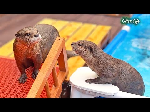 I Set Up Scaffolding Around the Pool, and a Sports Festival Began…! [Otter Life Day 967]