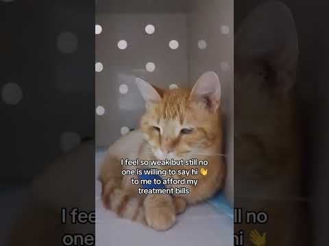 Donation link <strong>in</strong> bio please #<strong>cat</strong> #viralvideo #fy #viral #fypシ