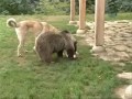 Turkish Kangal Dog playing with bear