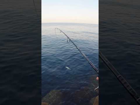 ライトゲームで青物が掛かるとこうなるww #fishing #釣り