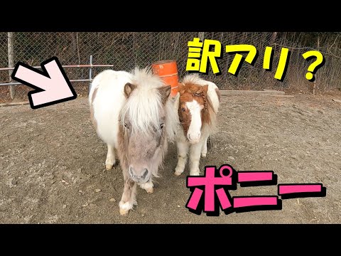 訳アリ(？)ポニーがやってきました。