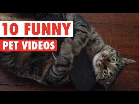 Funny Pet Video Countdown Compilation - UCPIvT-zcQl2H0vabdXJGcpg