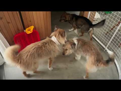 朝方トイレに起きたら、外で犬が飛び回ってた