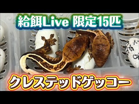 クレステッドゲッコー・給餌Live限定15匹