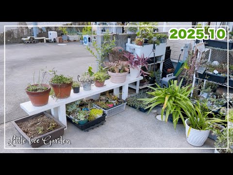 【#524】DIYで作成したベンチを設置しました【ガーデニング】