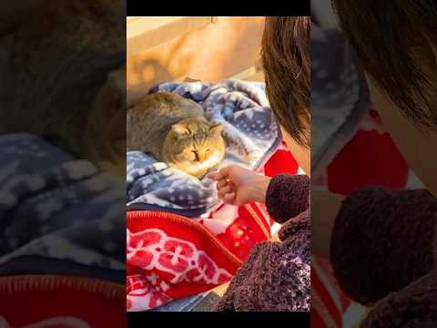 野良猫を保護して子供みたいに大事に育てたらこうなった #にゃんこ応援団 #コメリ #pr