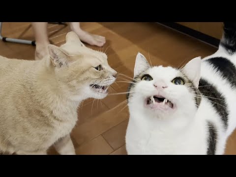 猫の動画サムネイル - 目の前で口を大きく開けてニャーとおねだりする猫