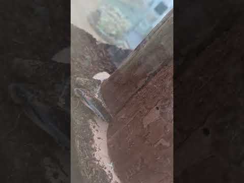 random giant insect #insects #squidgame #squidgame2 #squidgame3 #animals #nature #meme