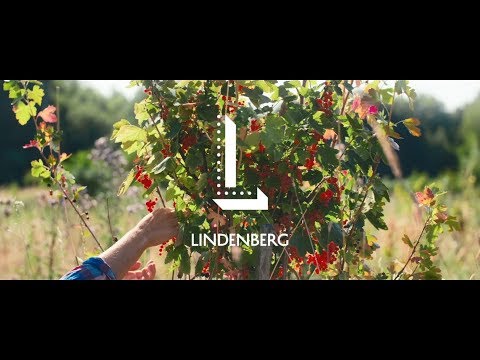 LINDENBERG - Tales Of A Guest Community