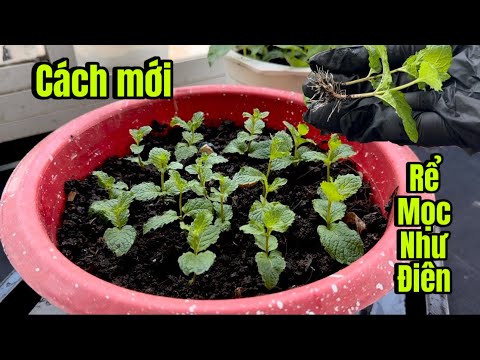 Chiêu Mới Chưa Ai Chia Sẽ , Trồng Rau Không Từ Nhánh ,Cũng Không Từ Hạt , Thu Hoạch Cấp Tốc