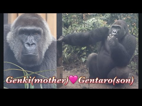 一緒に暮らすのもあと僅か、柵越しに見つめ合う母ゲンキと長男ゲンタロウ♪⭐️ゴリラ Gorilla【京都市動物園】Genki and Gentaro were staring at each other