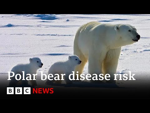 Polar bears face higher risk of disease in a warming Arctic | BBC News