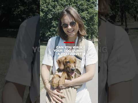 Can you walk your dog during a heatwave?