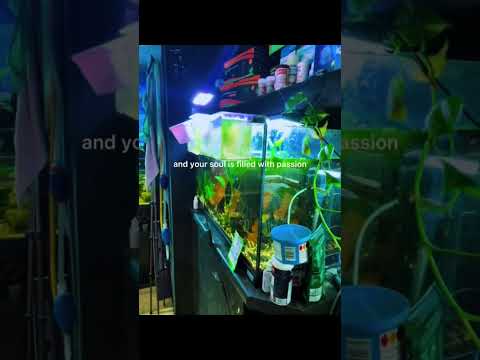 Fishroom #aquarium #fish #fishroomtour 
