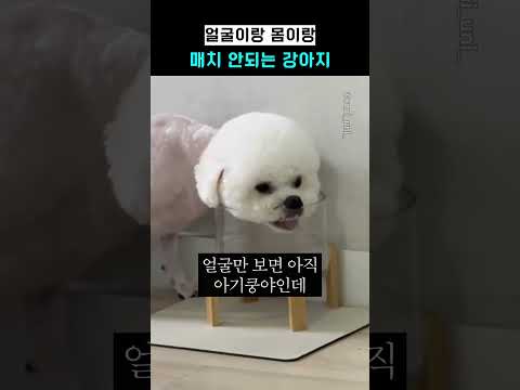 얼굴이랑 몸이랑 매치 <strong>안되는</strong> 강아지